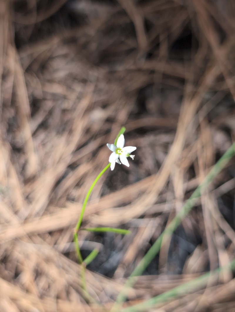 Euphorbia sphaerorhiza photo 7