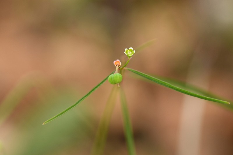 Euphorbia sphaerorhiza photo 8