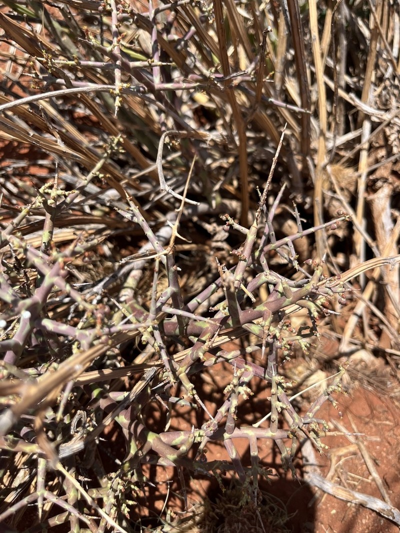 Euphorbia spinea