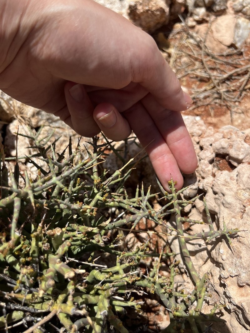 Euphorbia spinea photo 2