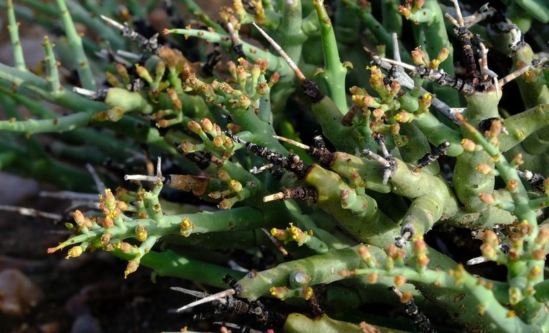 Euphorbia spinea photo 3