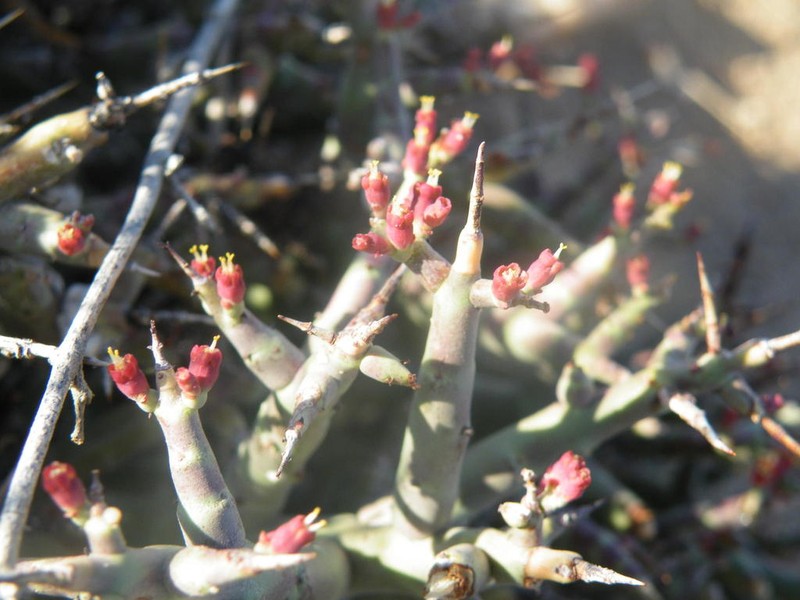 Euphorbia spinea photo 5