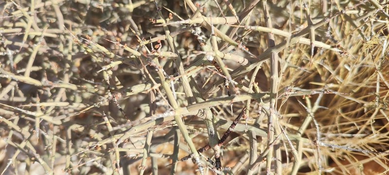 Euphorbia spinea photo 6