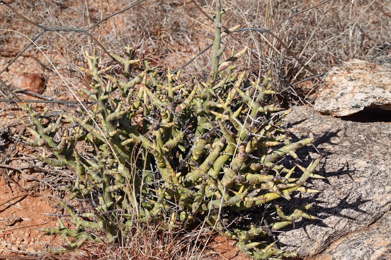 Euphorbia spinea photo 7