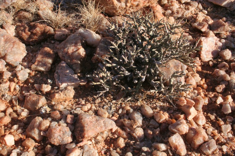 Euphorbia spinea photo 8
