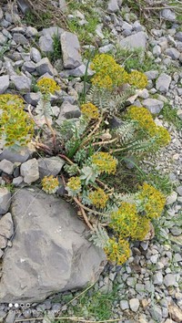 Euphorbia spinidens