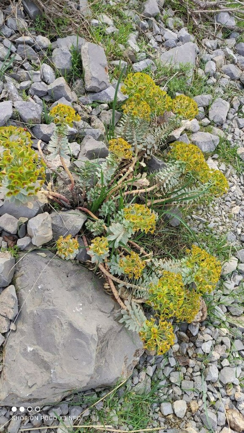 Euphorbia spinidens