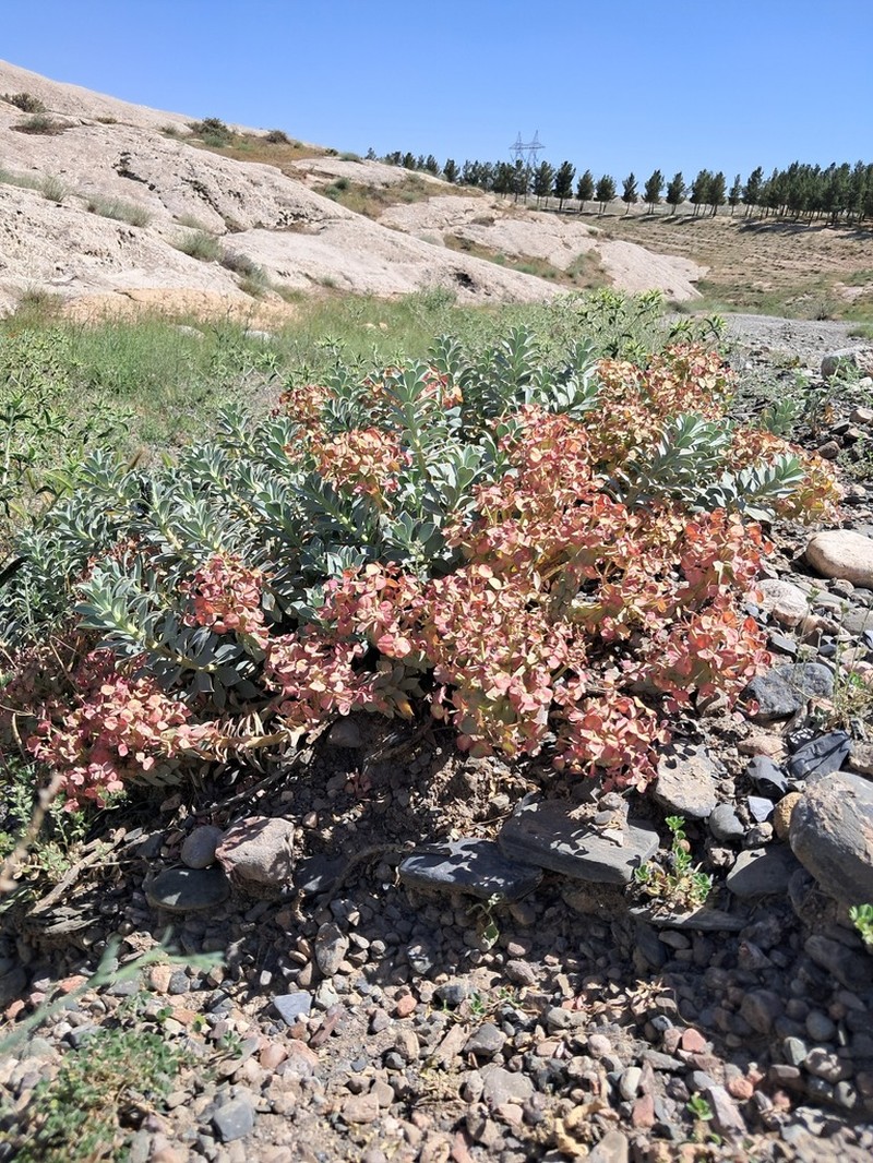 Euphorbia spinidens photo 2