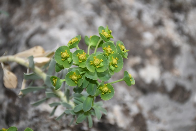 Euphorbia spinidens photo 3