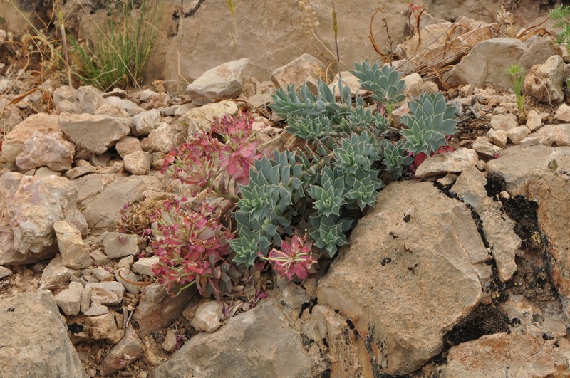 Euphorbia spinidens photo 4