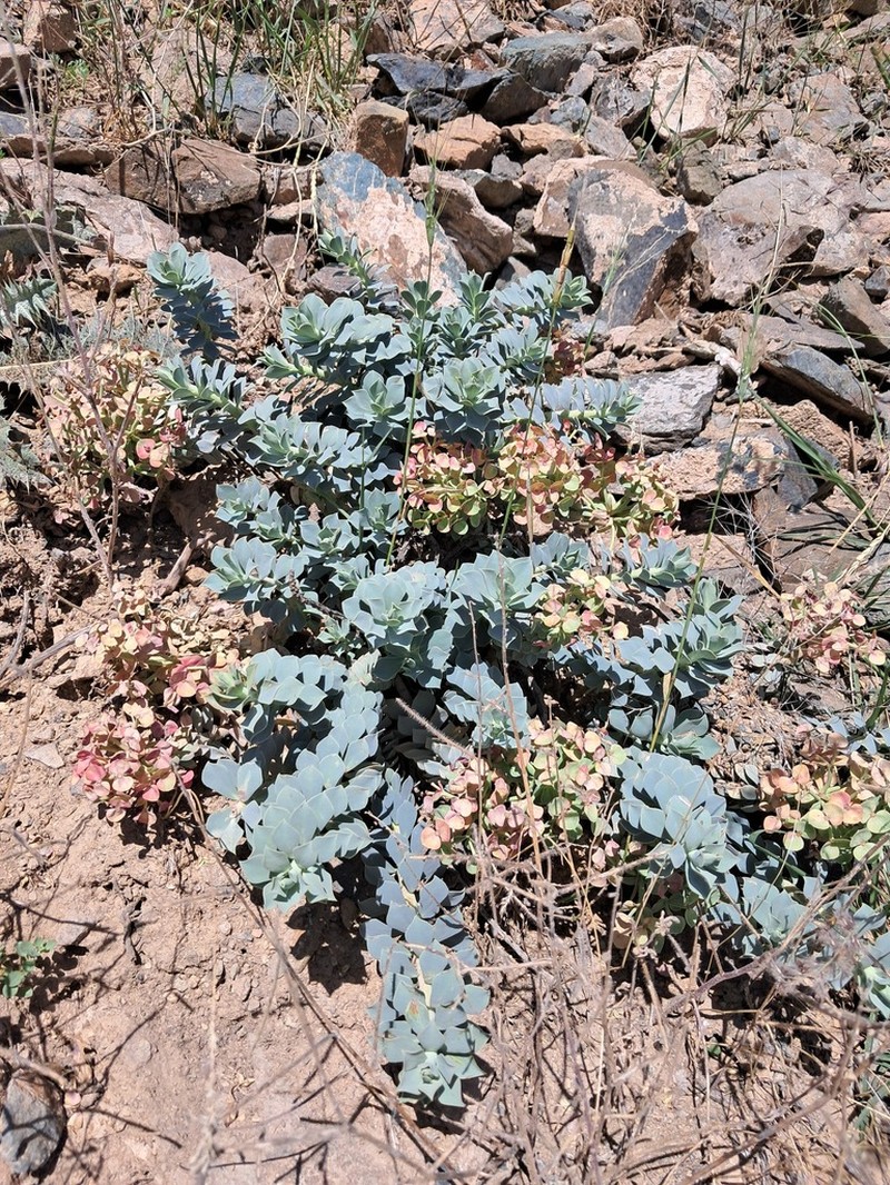 Euphorbia spinidens photo 5