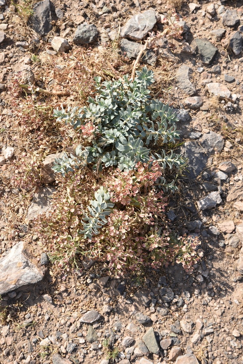 Euphorbia spinidens photo 6