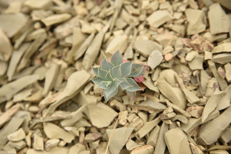 Euphorbia spinidens photo 7