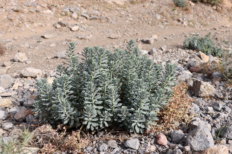 Euphorbia spinidens photo 8