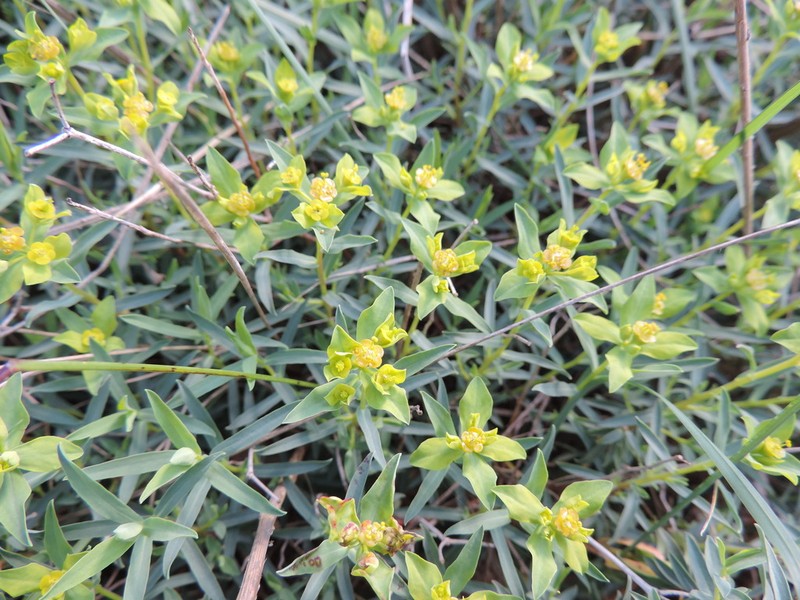 Euphorbia spinosa