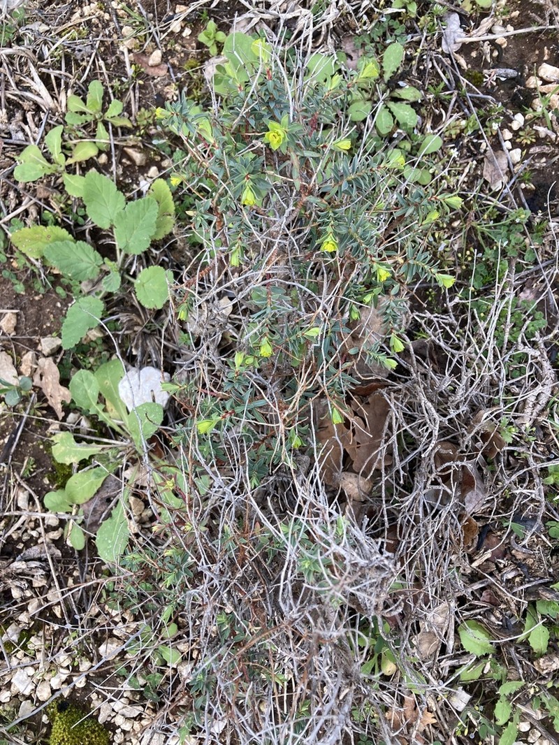 Euphorbia spinosa photo 2