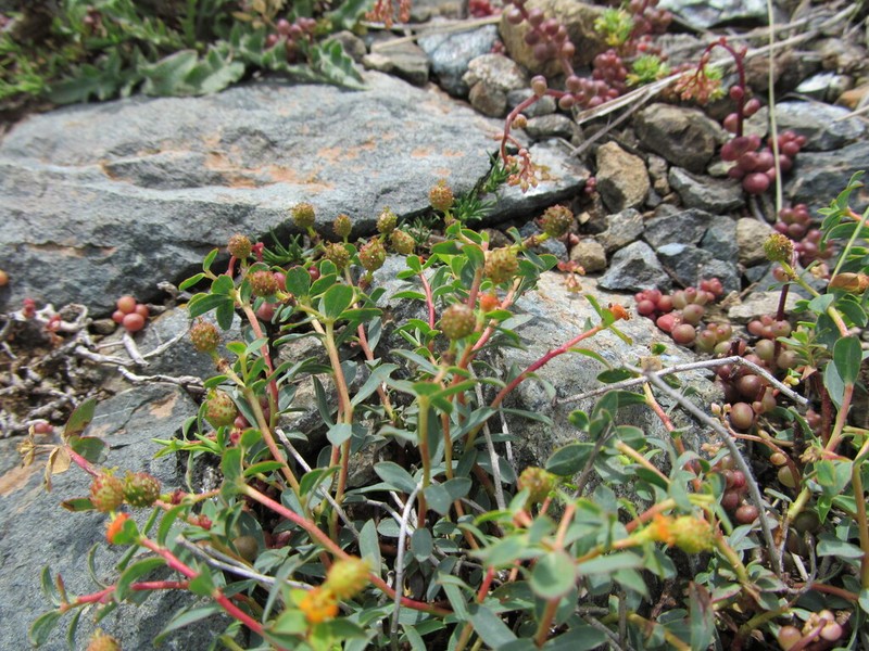 Euphorbia spinosa photo 3