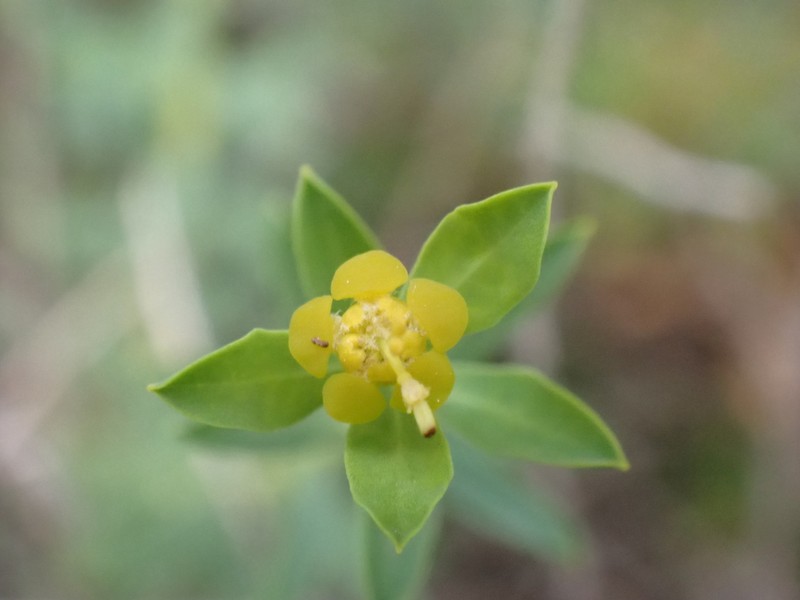 Euphorbia spinosa photo 4