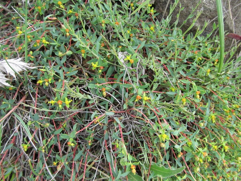 Euphorbia spinosa photo 5