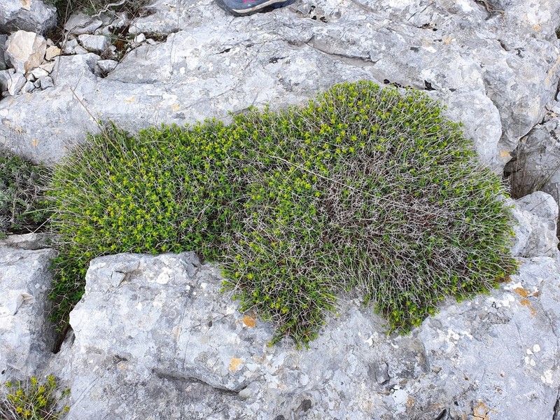 Euphorbia spinosa photo 6