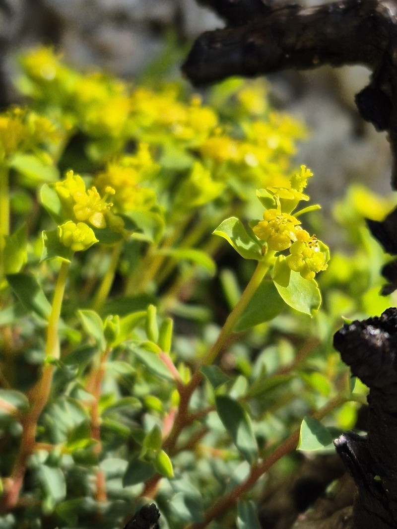 Euphorbia spinosa photo 7
