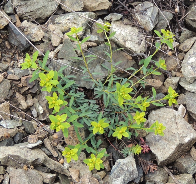 Euphorbia spinosa subsp. glabriflora