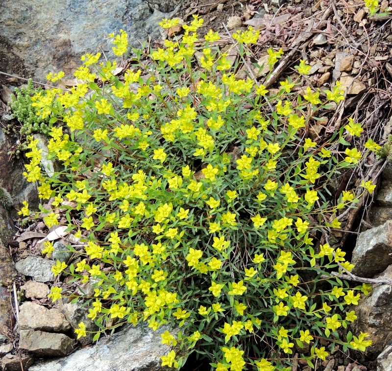 Euphorbia spinosa subsp. glabriflora photo 2
