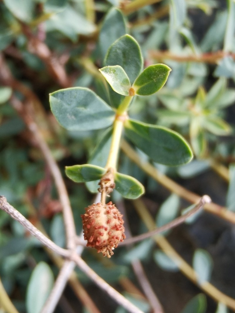 Euphorbia spinosa subsp. glabriflora photo 3