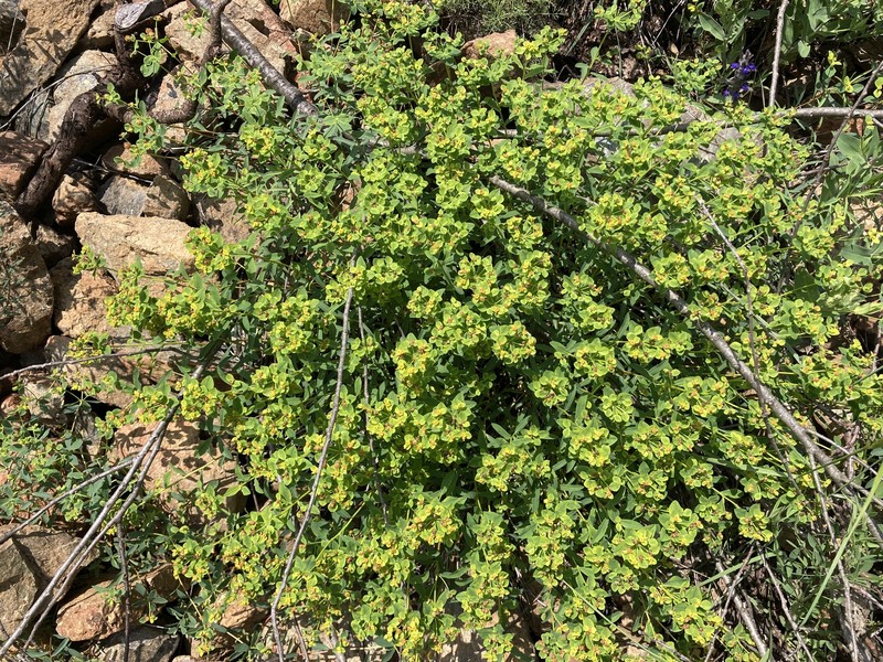 Euphorbia spinosa subsp. glabriflora photo 4