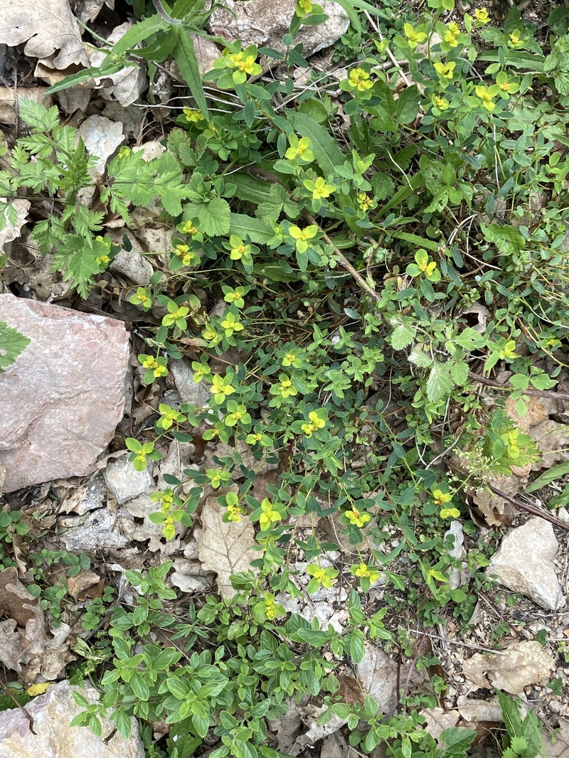 Euphorbia spinosa subsp. glabriflora photo 5