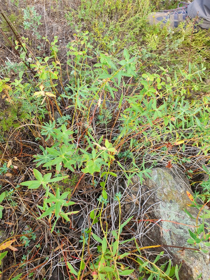 Euphorbia spinosa subsp. glabriflora photo 6
