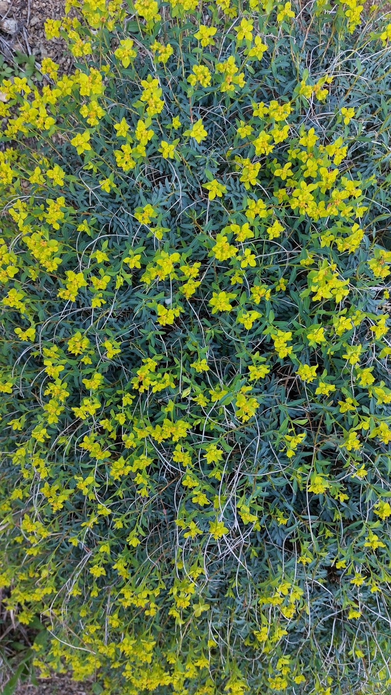 Euphorbia spinosa subsp. ligustica