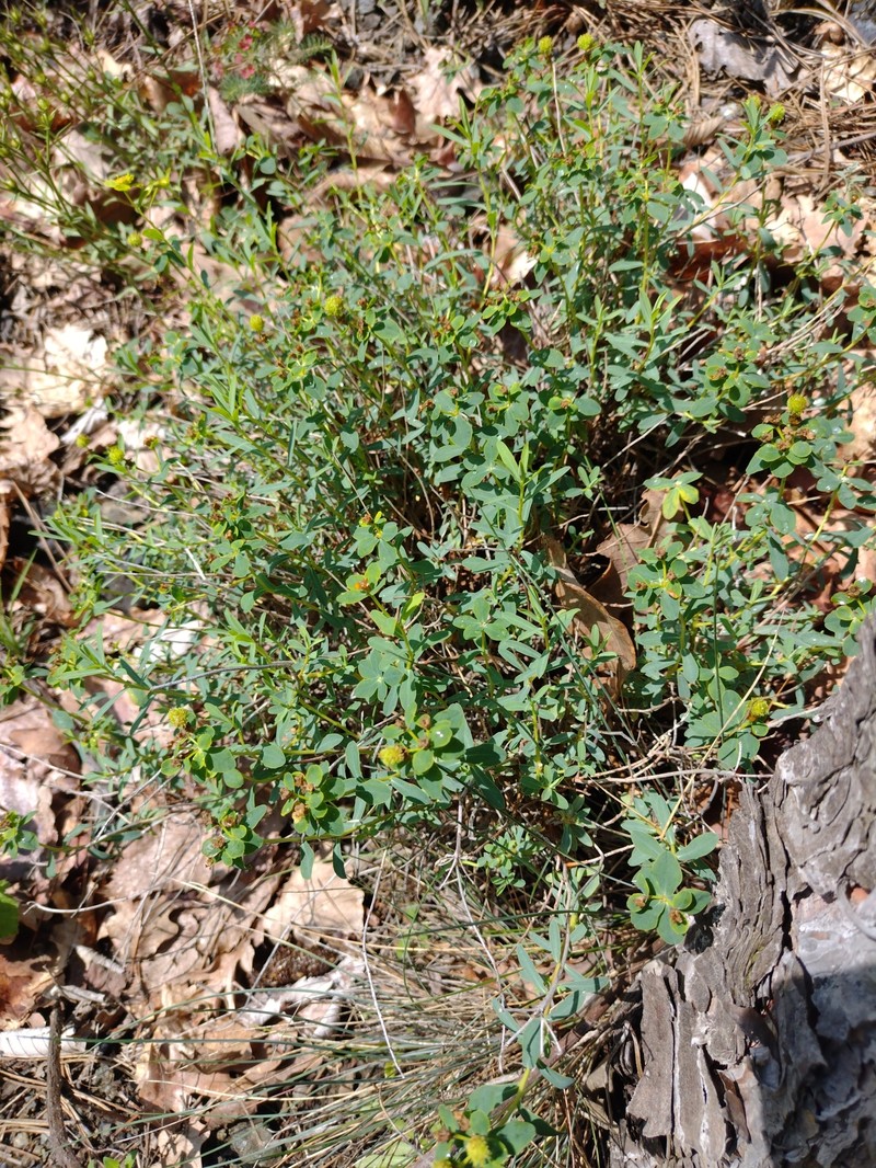 Euphorbia spinosa subsp. ligustica photo 2