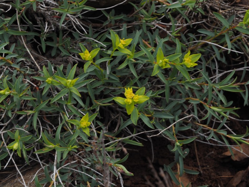 Euphorbia spinosa subsp. ligustica photo 3