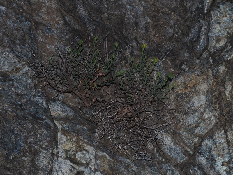 Euphorbia spinosa subsp. ligustica photo 4