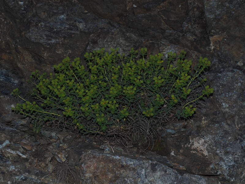 Euphorbia spinosa subsp. ligustica photo 5