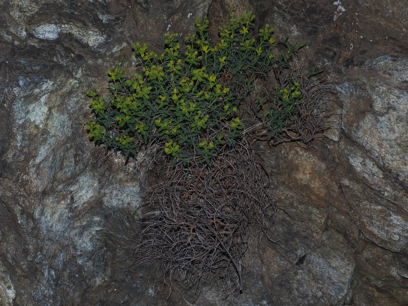 Euphorbia spinosa subsp. ligustica photo 6