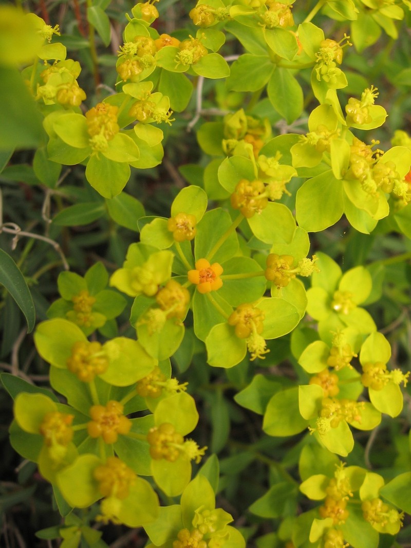 Euphorbia spinosa subsp. ligustica photo 7