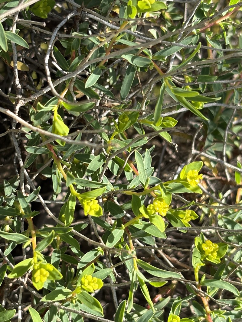 Euphorbia spinosa subsp. spinosa