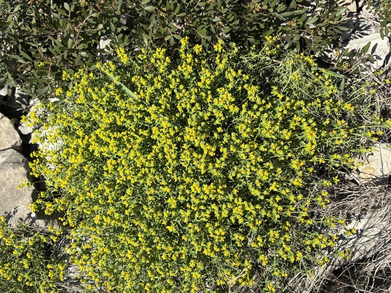 Euphorbia spinosa subsp. spinosa photo 2
