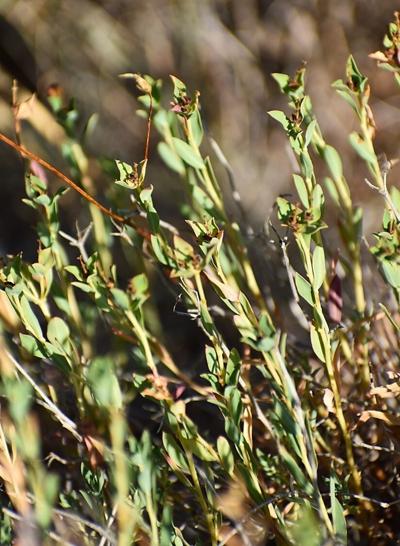 Euphorbia spinosa subsp. spinosa photo 3