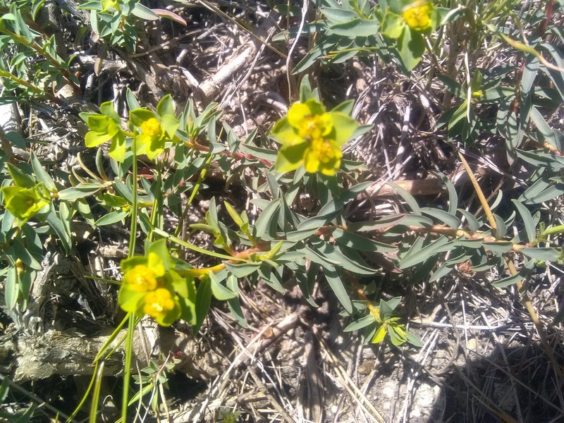 Euphorbia spinosa subsp. spinosa photo 4