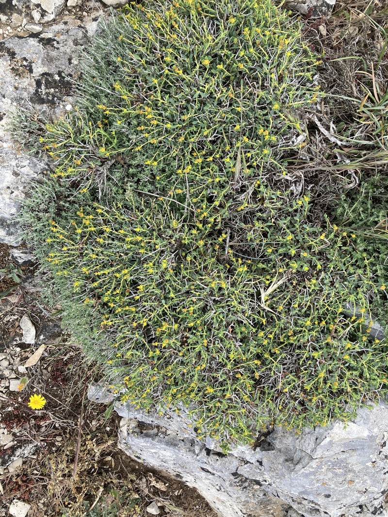 Euphorbia spinosa subsp. spinosa photo 5