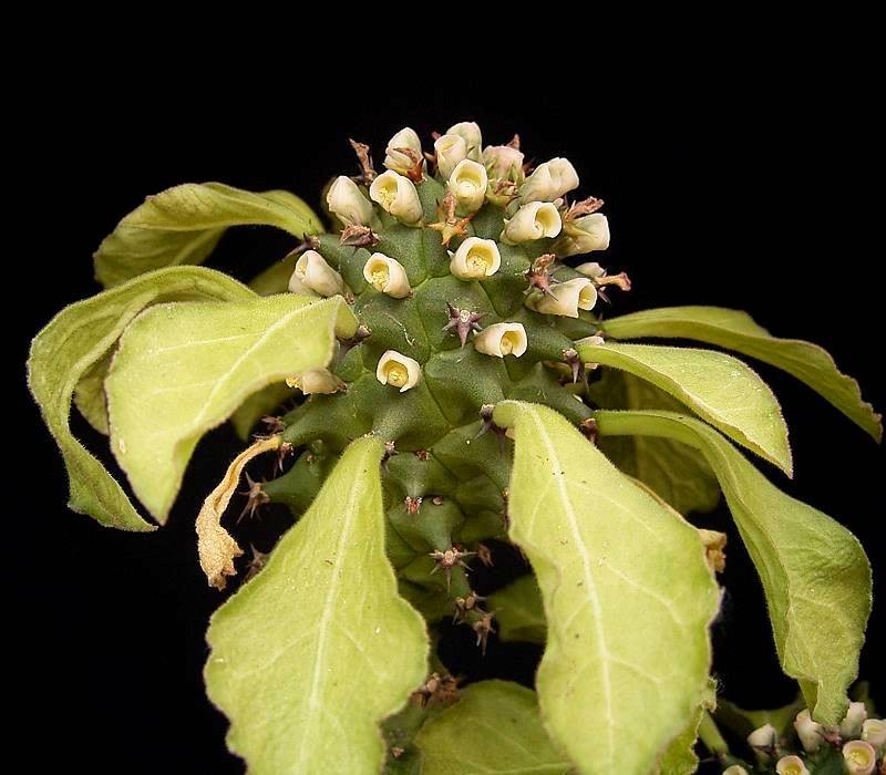 Euphorbia spinulosa
