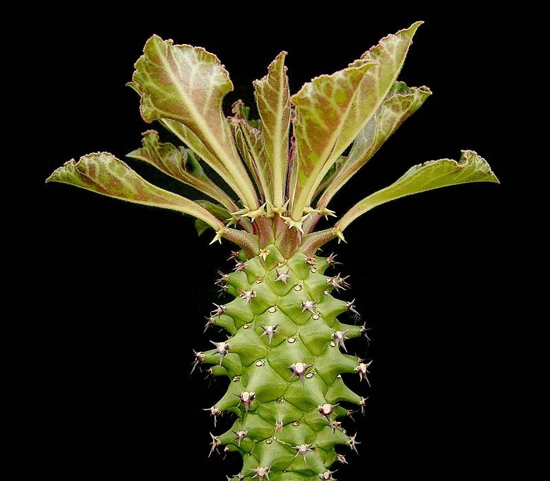 Euphorbia spinulosa photo 2