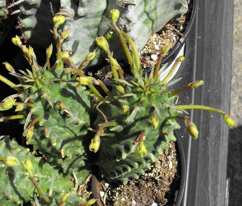 Euphorbia spiralis