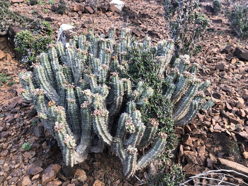 Euphorbia spiralis photo 2