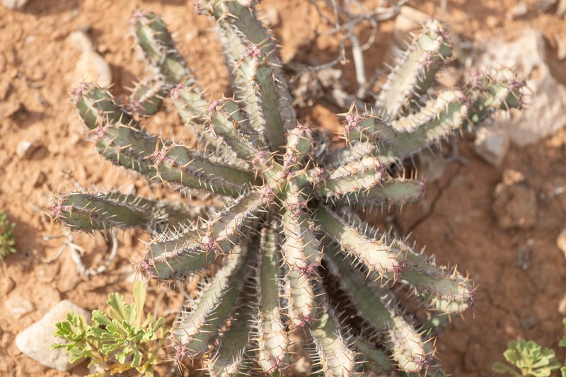 Euphorbia spiralis photo 3