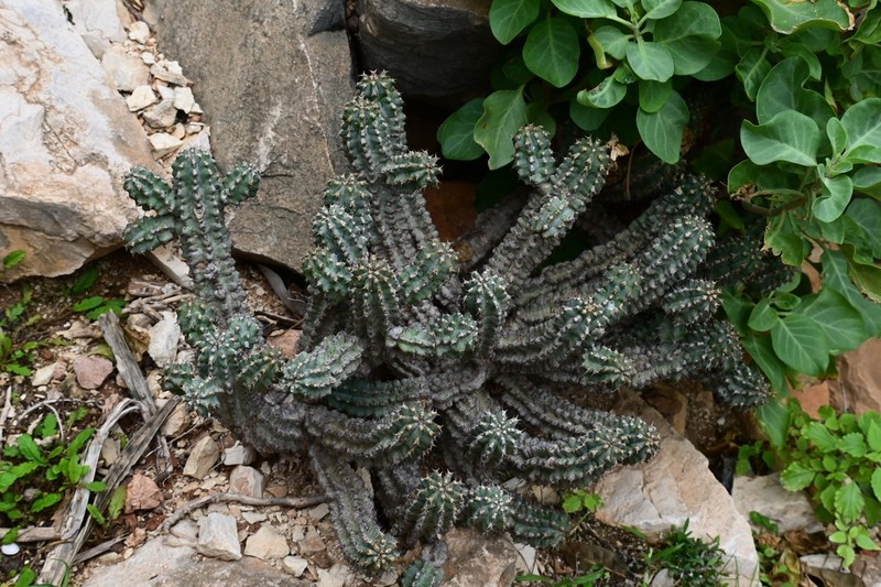 Euphorbia spiralis photo 4