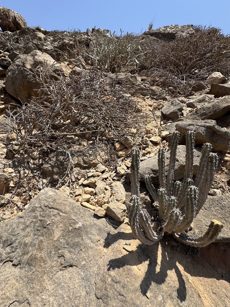 Euphorbia spiralis photo 5